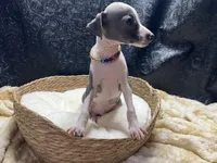 Bates, a male Italian Greyhound for sale in Havana, AR – 4 of 8