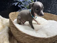 Weston, a male Italian Greyhound for sale in Havana, AR – 3 of 10
