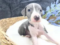 Giulia 3M, a male Italian Greyhound for sale in Havana, AR – 2 of 8