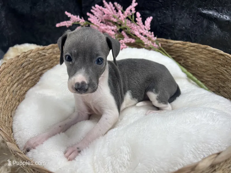 Giulia 2F – Italian Greyhound puppy for sale in Havana, AR