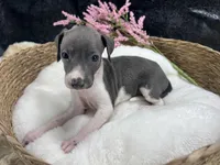 Giulia 2F, a female Italian Greyhound for sale in Havana, AR – 1 of 9