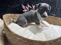 Storm2, a female Italian Greyhound for sale in Havana, AR – 7 of 8