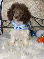 Noa ma4, a male Poodle - Miniature  for sale in Havana, AR – Photo 10 of 10
