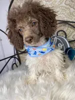 Noa ma4, a male Poodle - Miniature  for sale in Havana, AR – Photo 7 of 10