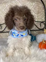 Noa ma4, a male Poodle - Miniature  for sale in Havana, AR – Photo 4 of 10
