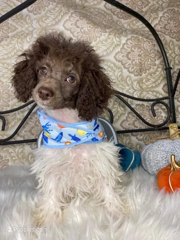 Noa ma4, a male Poodle - Miniature  for sale in Havana, AR – Photo 1 of 10