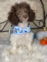 Noa ma4, a male Poodle - Miniature  for sale in Havana, AR – Photo 3 of 10