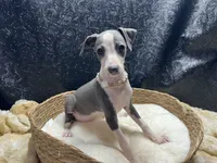 Babs, a female Italian Greyhound for sale in Havana, AR – 1 of 9