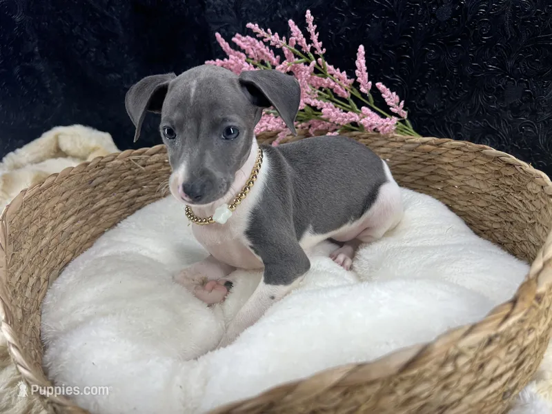 Piper 3 F – Italian Greyhound puppy for sale in Havana, AR