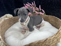 Piper 3 F, a female Italian Greyhound for sale in Havana, AR – 1 of 8