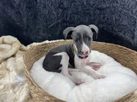 Piper 1 F, a female Italian Greyhound for sale in Havana, AR – 4 of 8