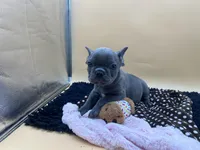 Gun powder, a male French Bulldog for sale in Havana, AR – 2 of 10