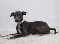 Guy, a male Italian Greyhound for sale in Havana, AR – Photo 5 of 10