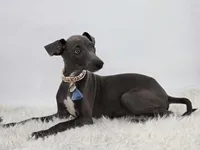 Guy, a male Italian Greyhound for sale in Havana, AR – Photo 3 of 10