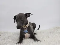 Guy, a male Italian Greyhound for sale in Havana, AR – Photo 9 of 10