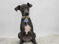 Guy, a male Italian Greyhound for sale in Havana, AR – Photo 6 of 10