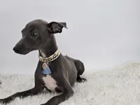 Guy, a male Italian Greyhound for sale in Havana, AR – Photo 4 of 10