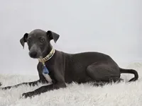 Guy, a male Italian Greyhound for sale in Havana, AR – Photo 8 of 10