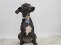 Guy, a male Italian Greyhound for sale in Havana, AR – Photo 10 of 10