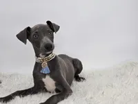 Guy, a male Italian Greyhound for sale in Havana, AR – Photo 7 of 10