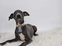 Guy, a male Italian Greyhound for sale in Havana, AR – Photo 2 of 10