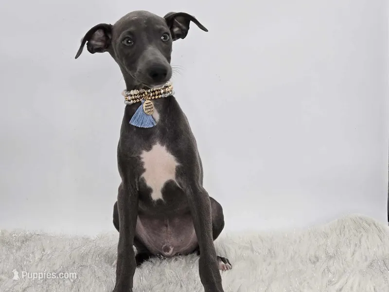 Guy, a male Italian Greyhound for sale in Havana, AR – Photo 1 of 10