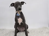 Guy, a male Italian Greyhound for sale in Havana, AR – Photo 1 of 10