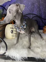 Darcy 5, a female Italian Greyhound for sale in Havana, AR – Photo 4 of 10