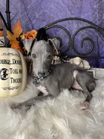Darcy 5, a female Italian Greyhound for sale in Havana, AR – Photo 7 of 10