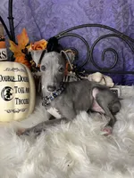 Darcy 5, a female Italian Greyhound for sale in Havana, AR – Photo 2 of 10