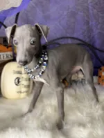 Darcy 5, a female Italian Greyhound for sale in Havana, AR – Photo 3 of 10