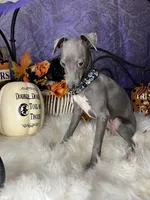 Darcy 5, a female Italian Greyhound for sale in Havana, AR – Photo 9 of 10