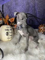 Darcy 5, a female Italian Greyhound for sale in Havana, AR – Photo 6 of 10