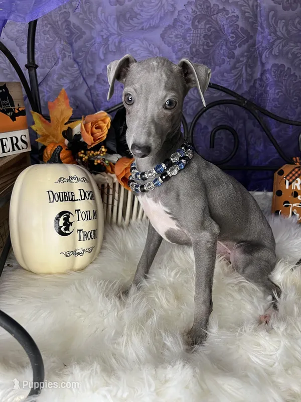 Darcy 5, a female Italian Greyhound for sale in Havana, AR – Photo 1 of 10