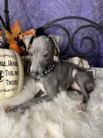 Darcy 5, a female Italian Greyhound for sale in Havana, AR – Photo 10 of 10