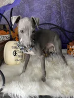 Darcy 5, a female Italian Greyhound for sale in Havana, AR – Photo 5 of 10