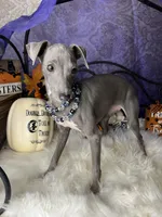 Darcy 5, a female Italian Greyhound for sale in Havana, AR – Photo 8 of 10