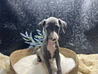 Pen/Bart 2, a male Italian Greyhound for sale in Havana, AR – 6 of 9