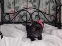 Dolly, a female French Bulldog for sale in Havana, AR – Photo 2 of 5
