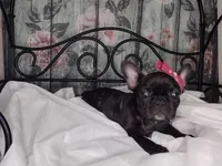 Dolly, a female French Bulldog for sale in Havana, AR – Photo 4 of 5