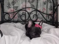 Dolly, a female French Bulldog for sale in Havana, AR – Photo 3 of 5