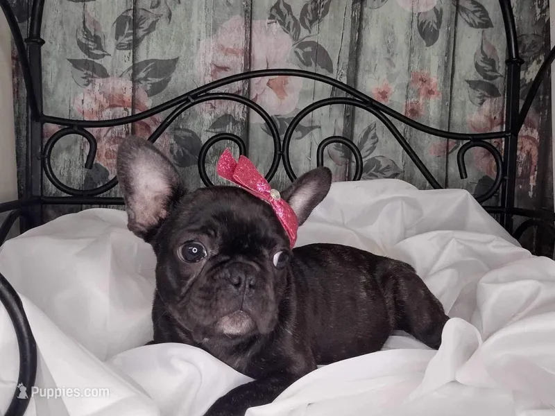 Dolly, a female French Bulldog for sale in Havana, AR – Photo 1 of 5