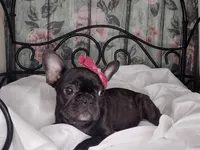 Dolly, a female French Bulldog for sale in Havana, AR – Photo 1 of 5