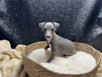 Brucie, a male Italian Greyhound for sale in Havana, AR – 7 of 8
