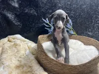 Pen/Bart 2, a male Italian Greyhound for sale in Havana, AR – 9 of 9