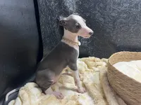 Adele, a female Italian Greyhound for sale in Havana, AR – 8 of 8
