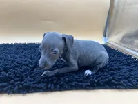 Bailey, a female Italian Greyhound for sale in Havana, AR – Photo 8 of 10