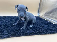 Bailey, a female Italian Greyhound for sale in Havana, AR – Photo 7 of 10