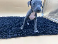 Bailey, a female Italian Greyhound for sale in Havana, AR – Photo 2 of 10