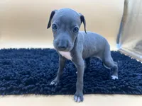 Bailey, a female Italian Greyhound for sale in Havana, AR – Photo 5 of 10